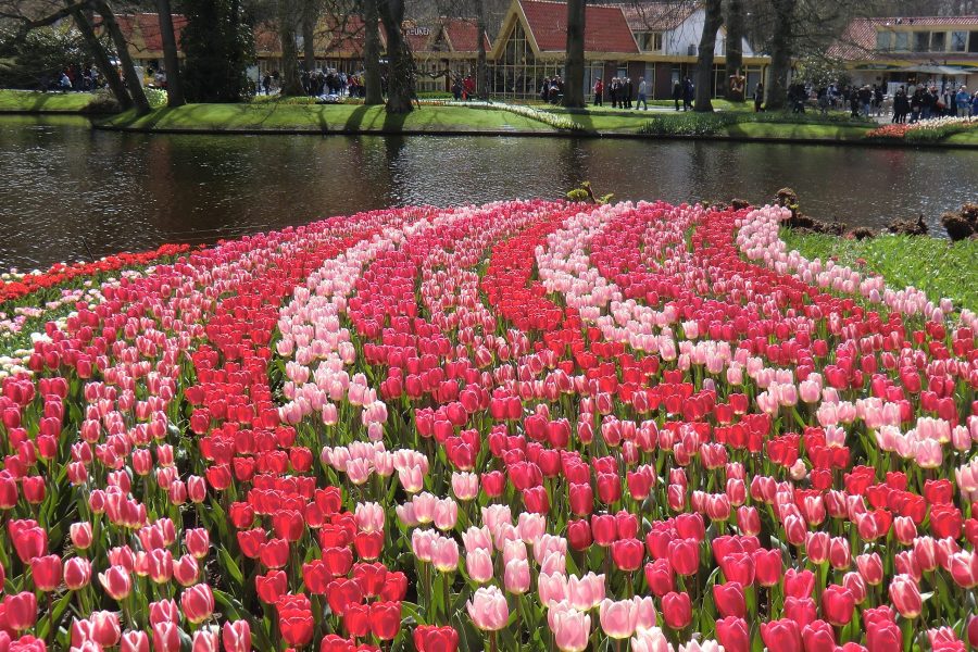 Flowers Keukenhof